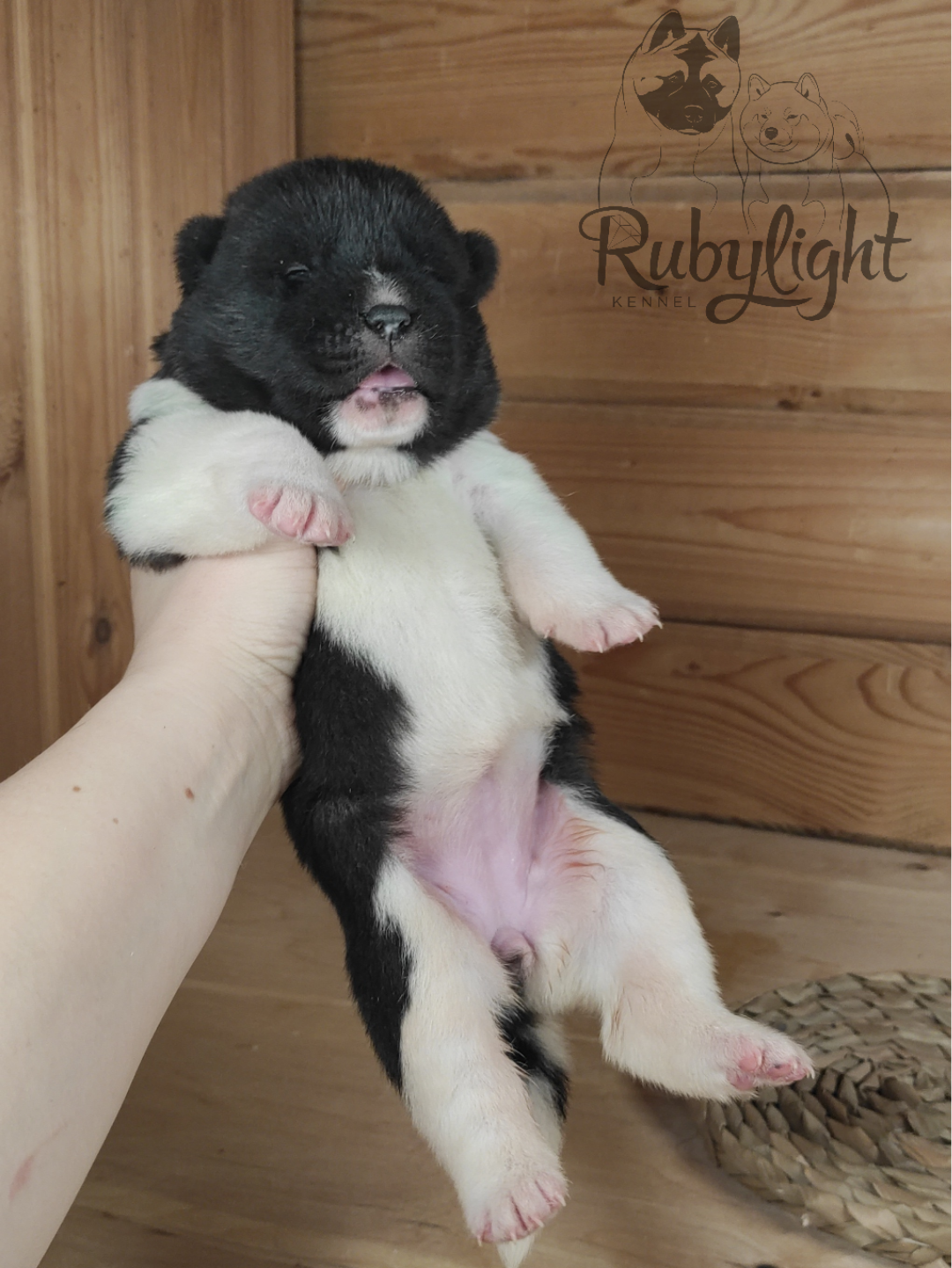 Американская акита Rubylight Sweet dream (RUBYLIGHT BIYA & Dilinze's Hause Orion)