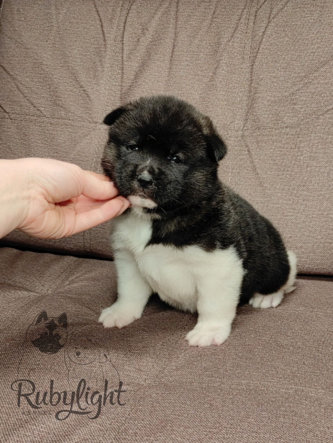 Американская акита Rubylight Sweet dream (RUBYLIGHT BIYA & Dilinze's Hause Orion)