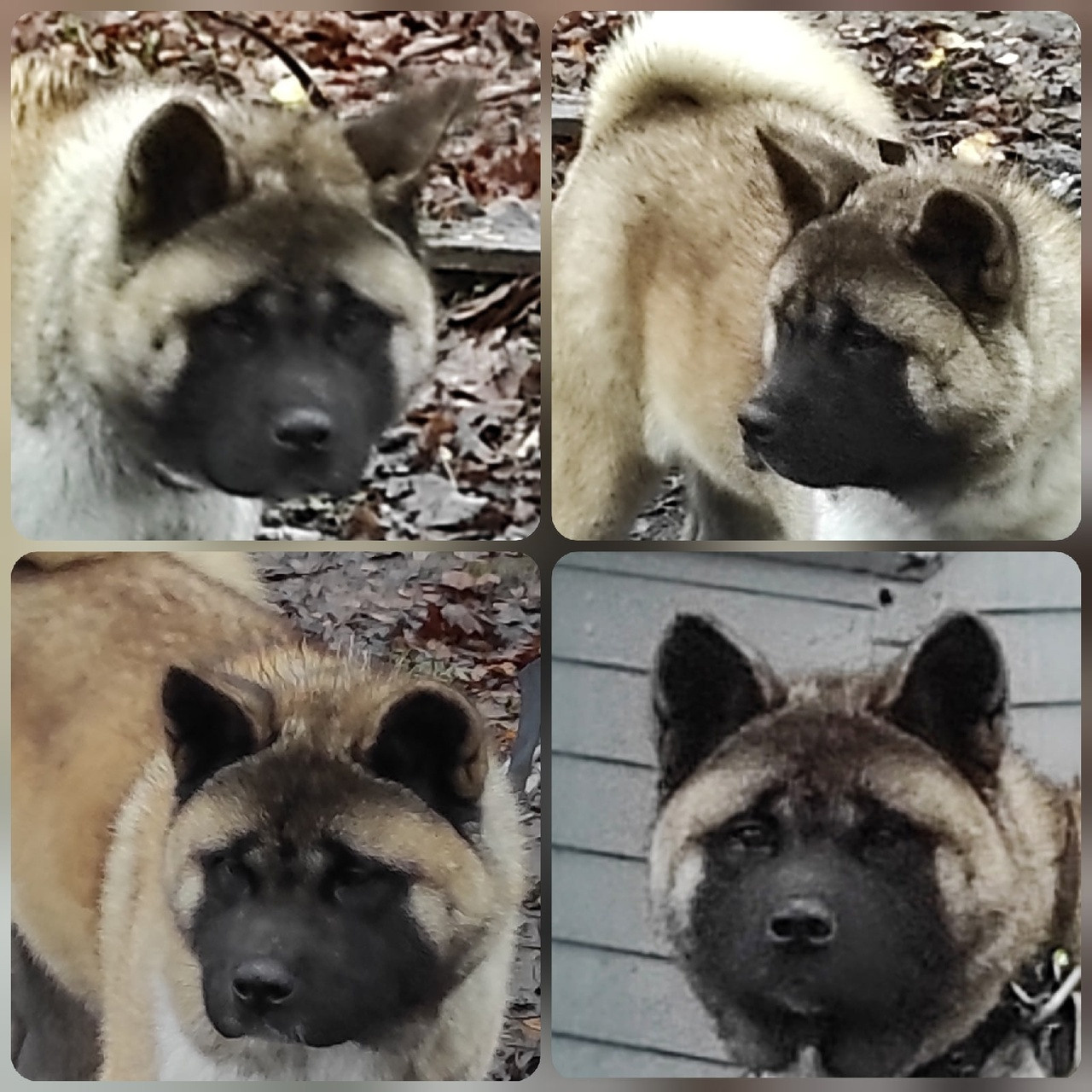 RUBYLIGHT MONICA * Моника , Американская акита Санкт-Петербург, питомник RUBYLIGHT