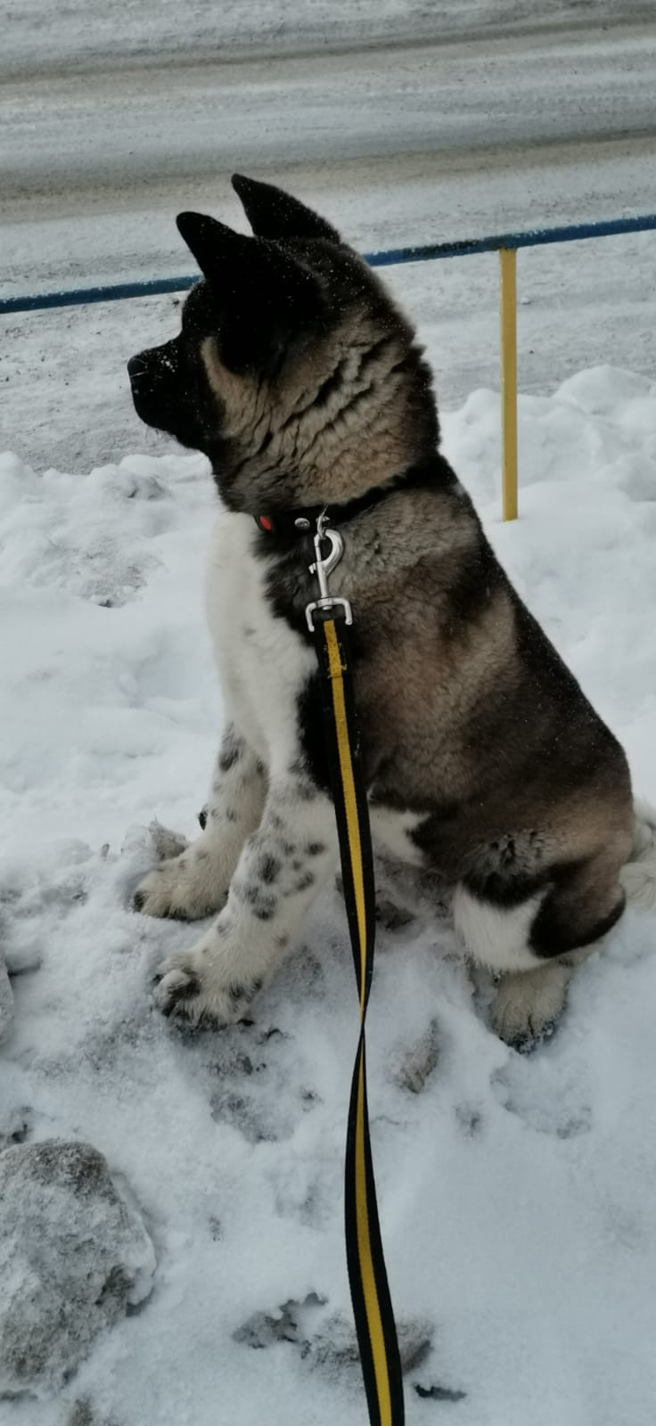 GLORIOUS LION MERCEDES * Шуга , Американская акита Санкт-Петербург, питомник RUBYLIGHT