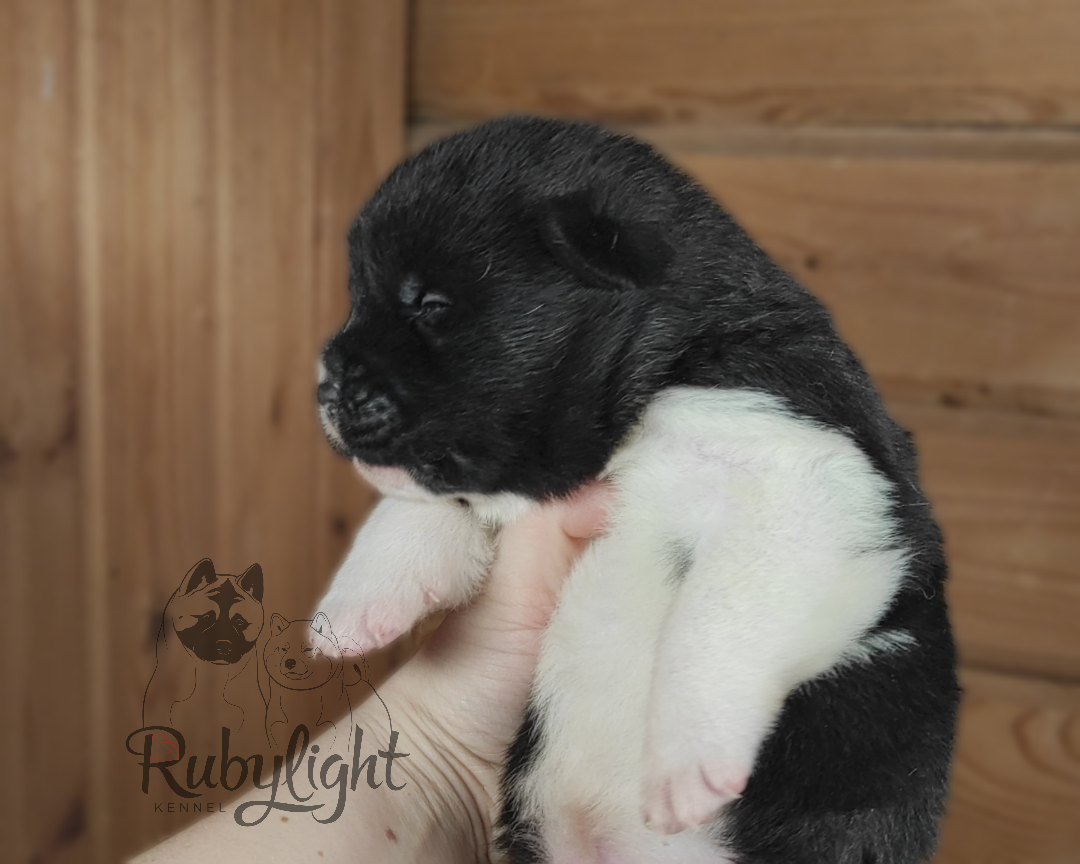 Американская акита Rubylight Sweet dream (RUBYLIGHT BIYA & Dilinze's Hause Orion)