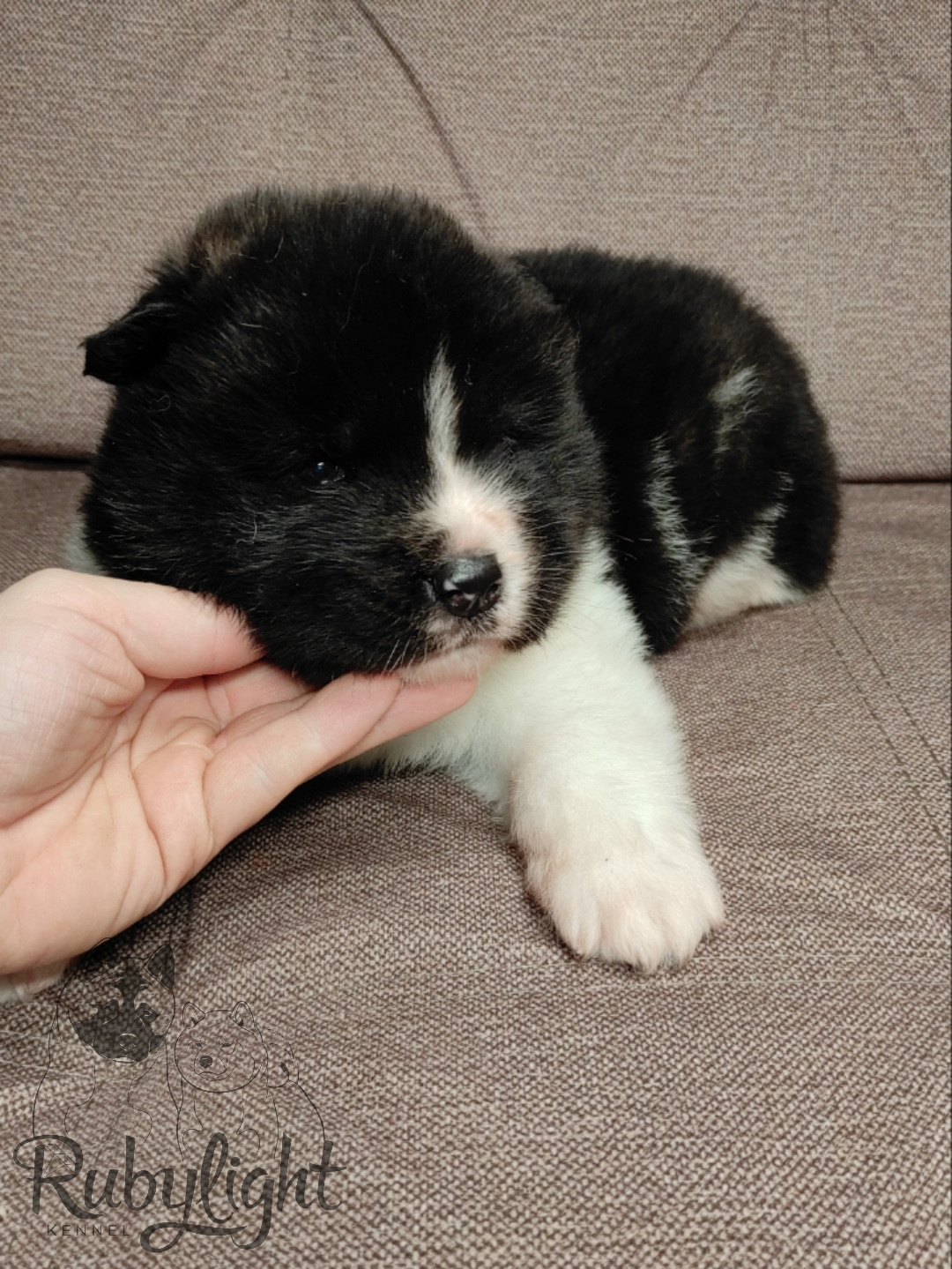 Rubylight Strong-willed * Прохор Длинношерстная американская акита 