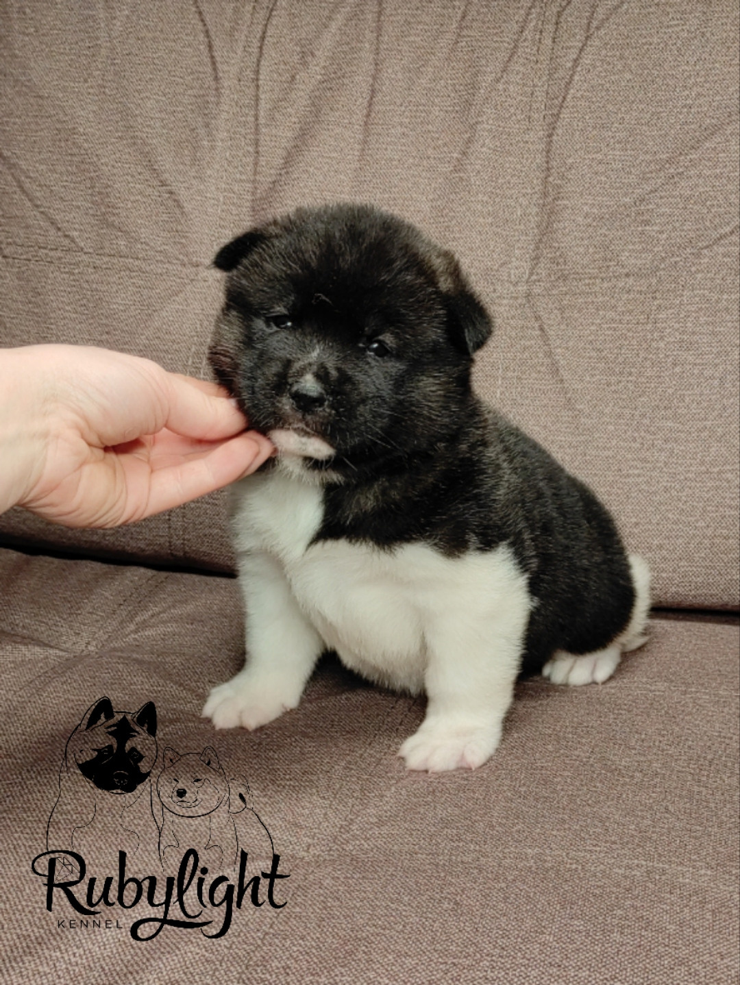 Американская акита Rubylight Sweet dream (RUBYLIGHT BIYA & Dilinze's Hause Orion)