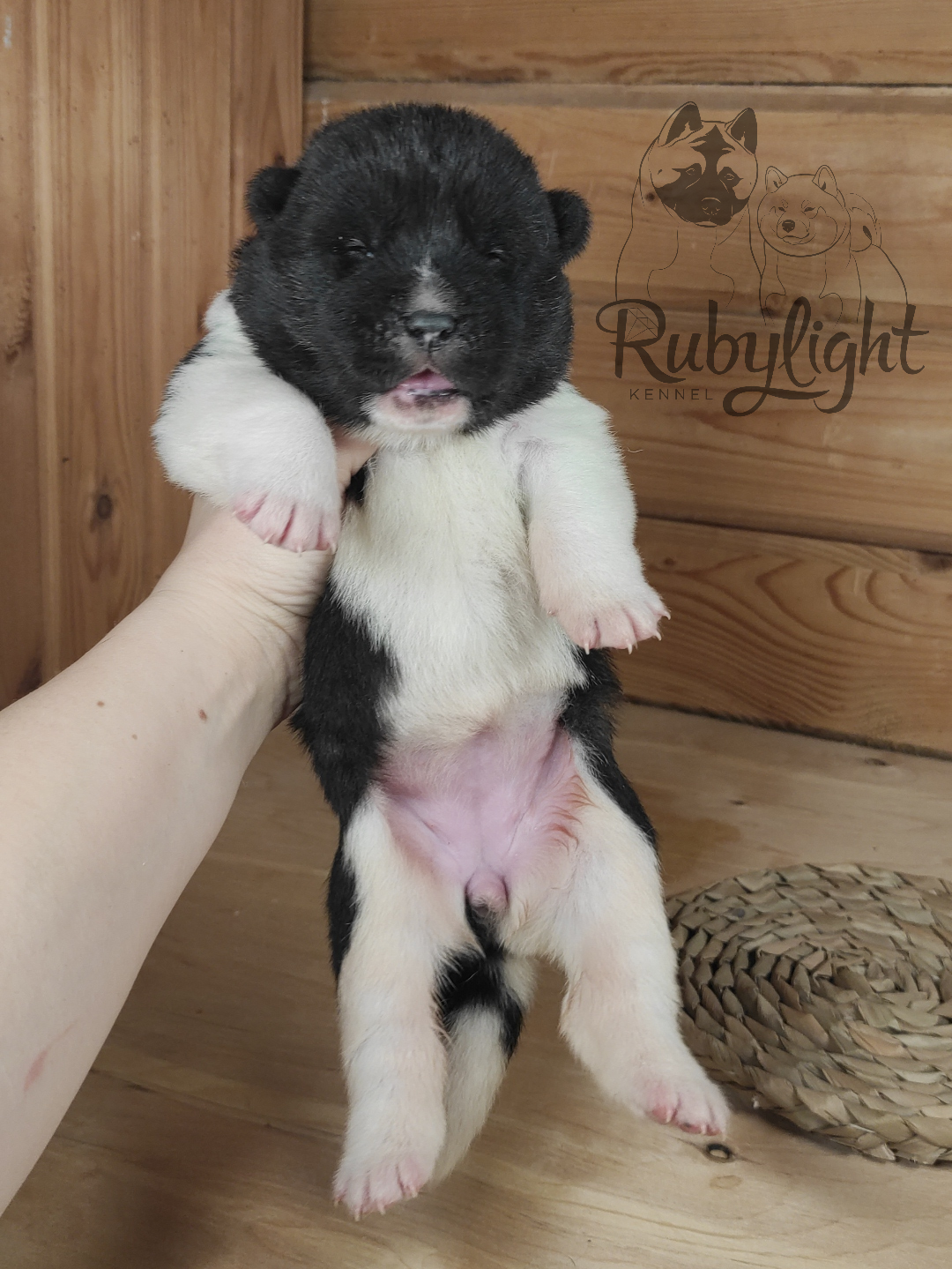 Американская акита Rubylight Sweet dream (RUBYLIGHT BIYA & Dilinze's Hause Orion)