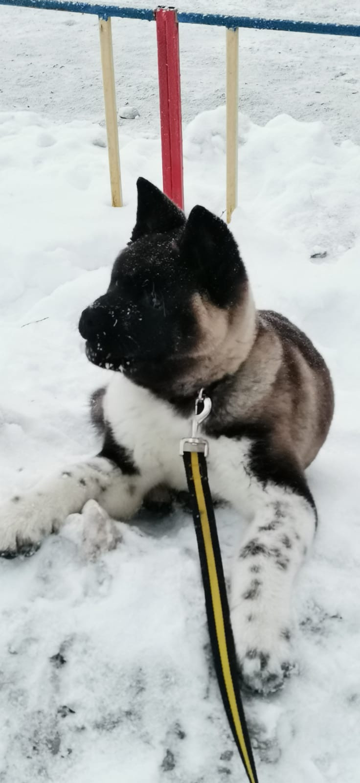 GLORIOUS LION MERCEDES * Шуга , Американская акита Санкт-Петербург, питомник RUBYLIGHT