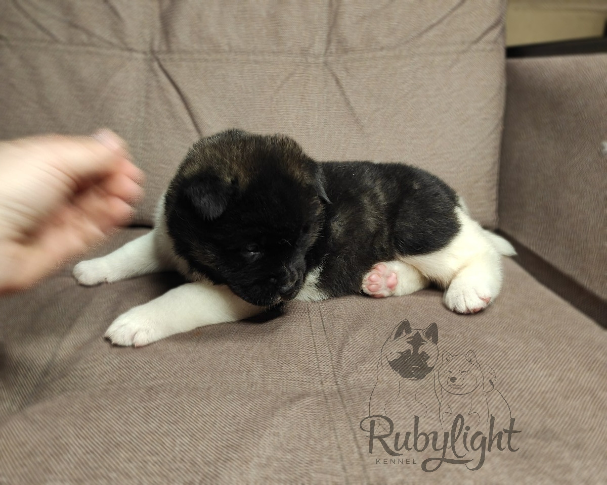 Американская акита Rubylight Sweet dream (RUBYLIGHT BIYA & Dilinze's Hause Orion)