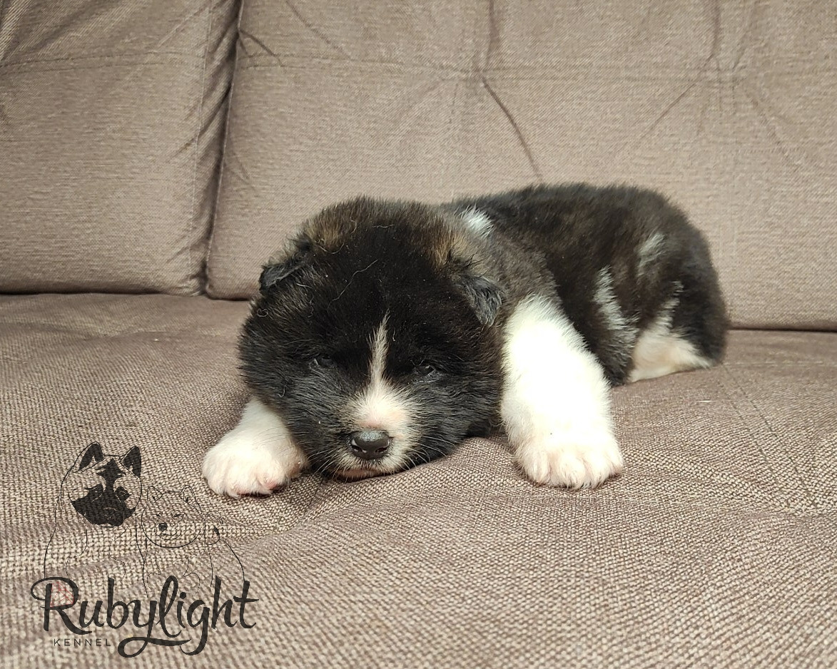 Rubylight Strong-willed * Прохор Длинношерстная американская акита 