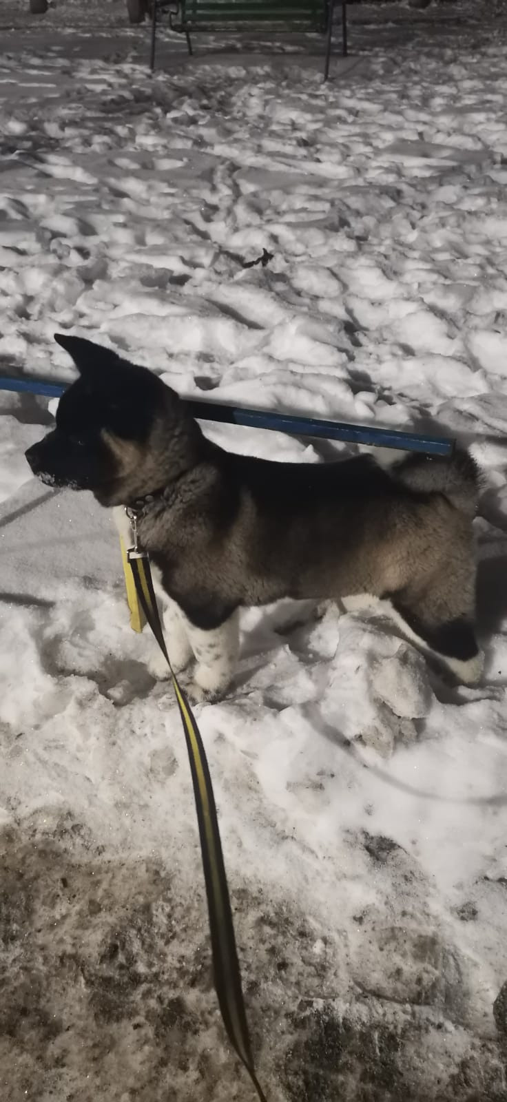 GLORIOUS LION MERCEDES * Шуга , Американская акита Санкт-Петербург, питомник RUBYLIGHT