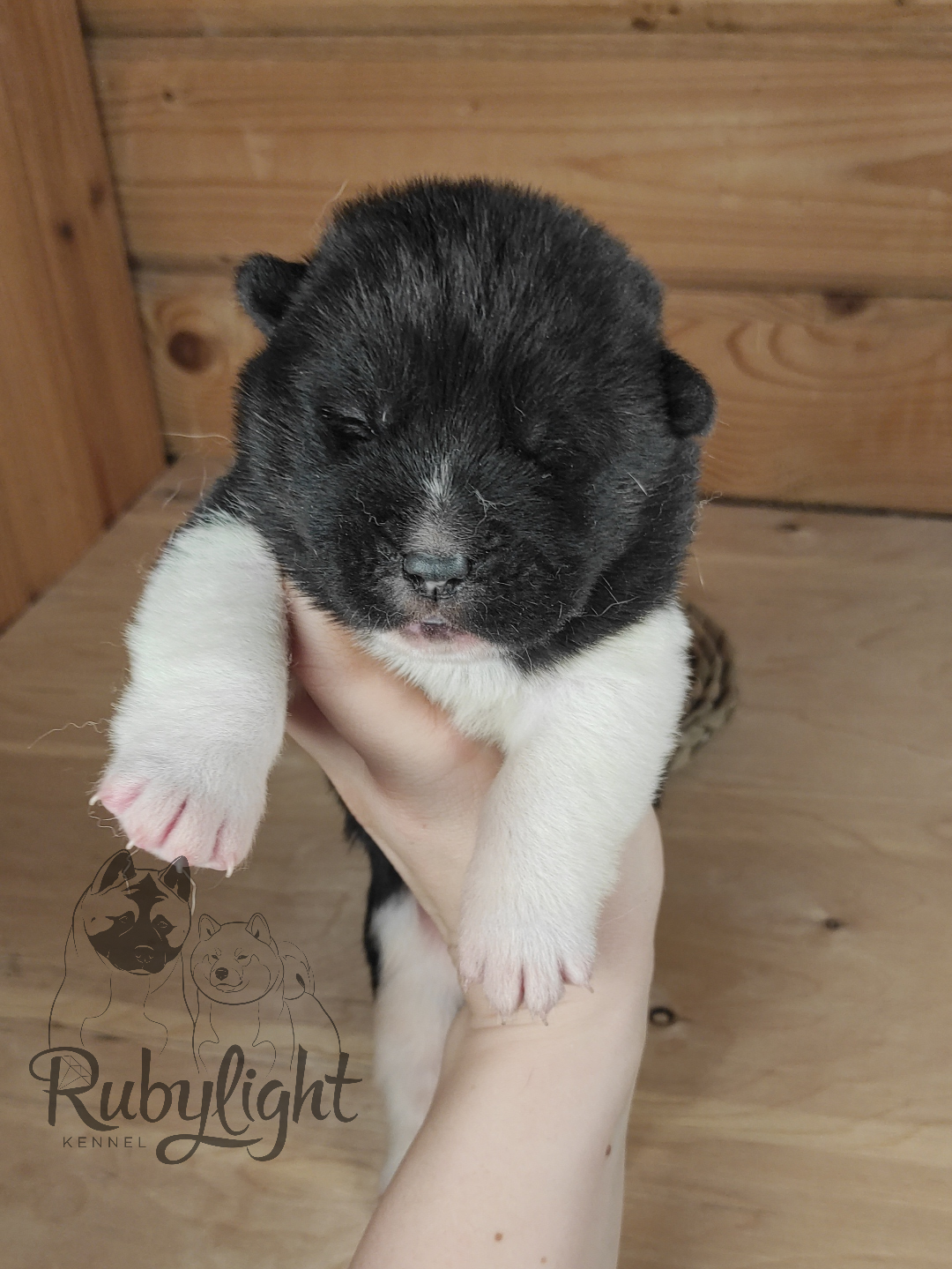 Американская акита Rubylight Sweet dream (RUBYLIGHT BIYA & Dilinze's Hause Orion)