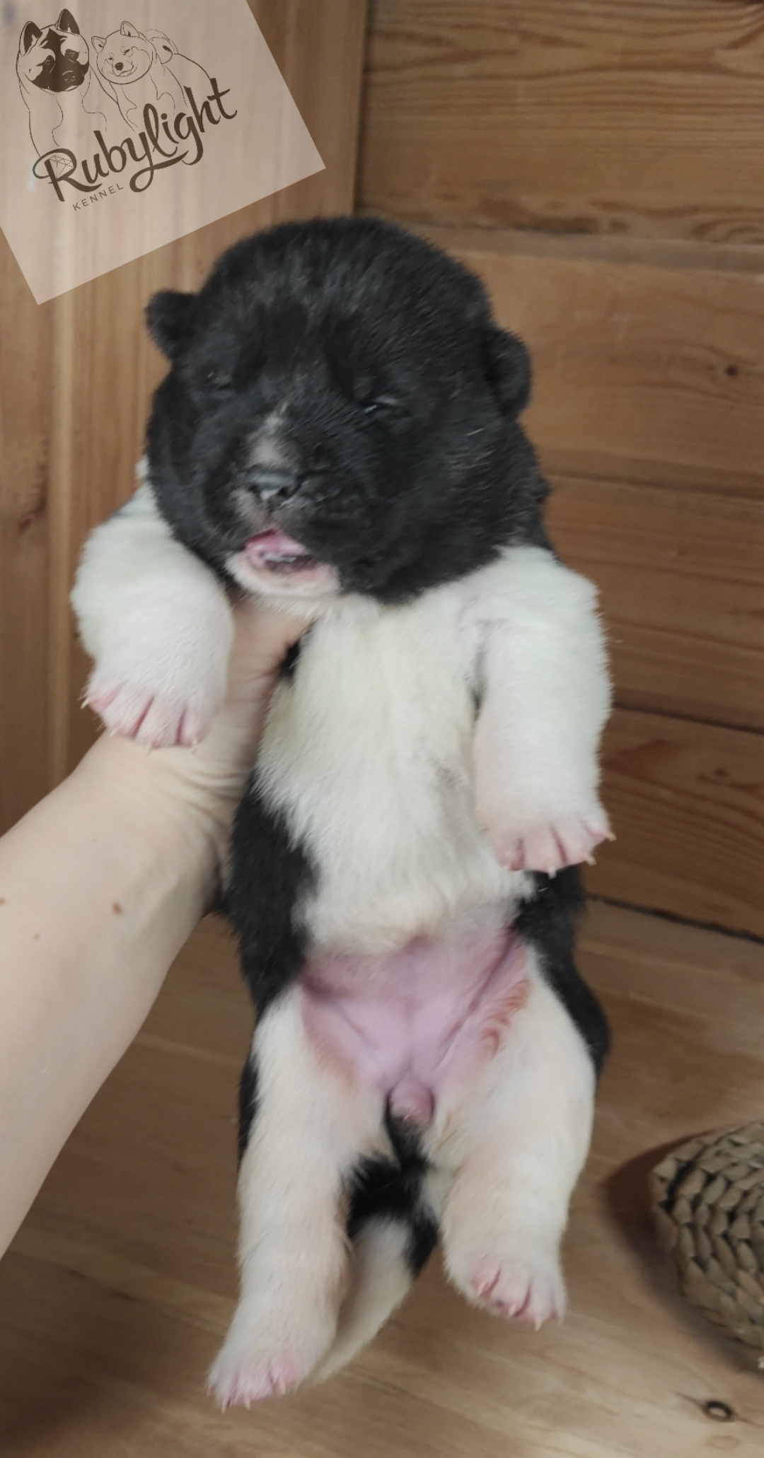 Американская акита Rubylight Sweet dream (RUBYLIGHT BIYA & Dilinze's Hause Orion)