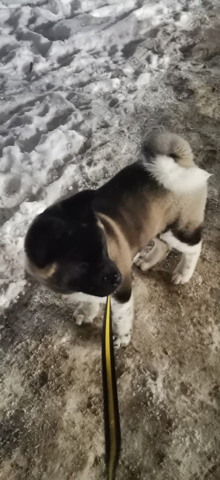 GLORIOUS LION MERCEDES * Шуга , Американская акита Санкт-Петербург, питомник RUBYLIGHT