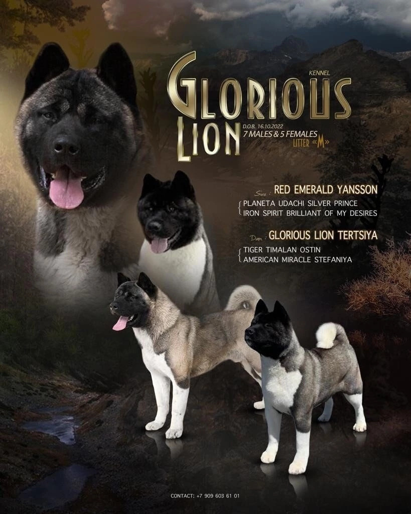 РОДИТЕЛИ GLORIOUS LION MERCEDES * Шуга , Американская акита Санкт-Петербург, питомник RUBYLIGHT