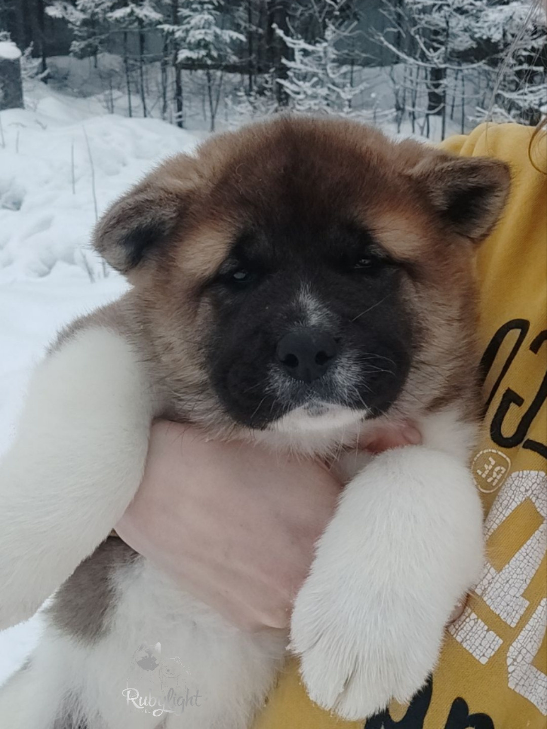 щенки Акита американская купить санкт-петербург питомник RUBYLIGHT BIYA & Dilinze's Hause Orion