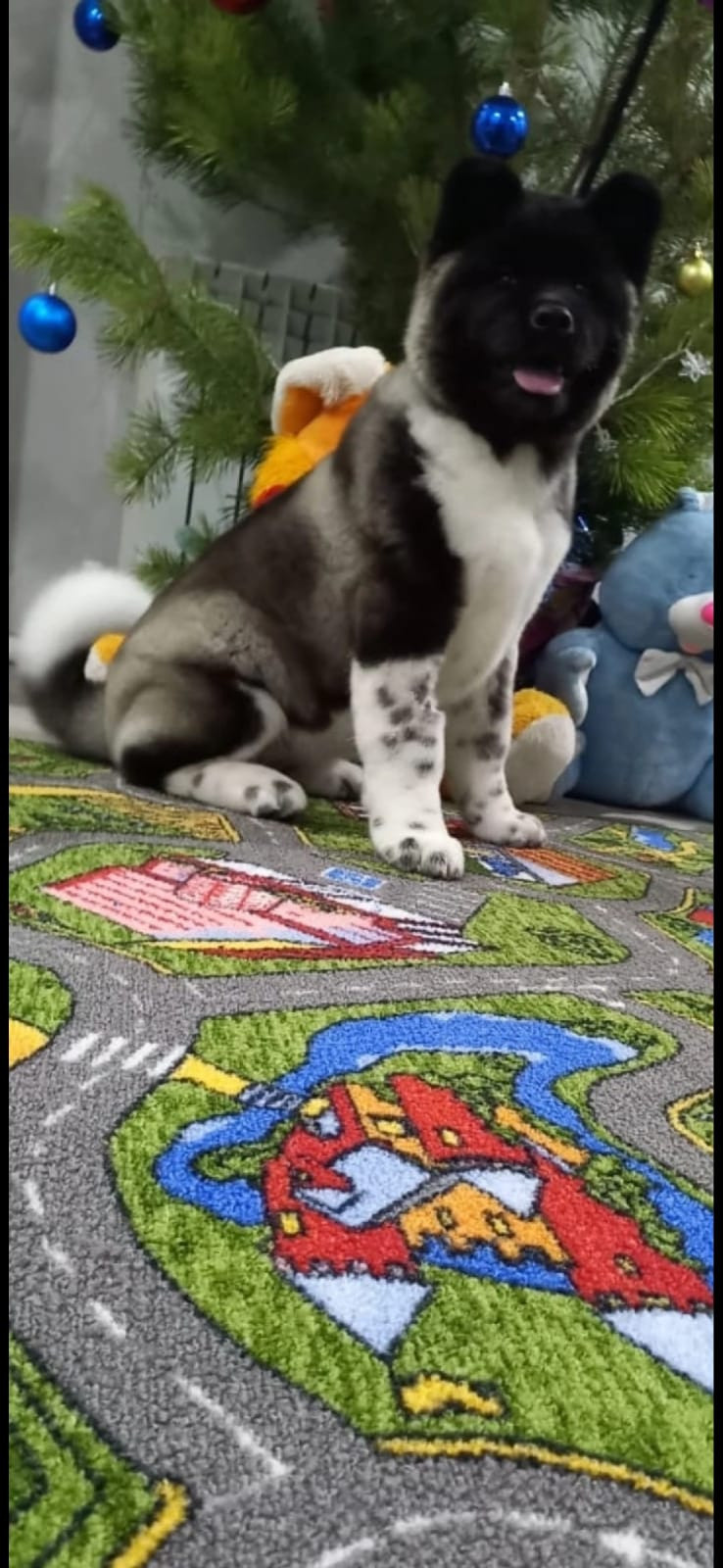 GLORIOUS LION MERCEDES * Шуга , Американская акита Санкт-Петербург, питомник RUBYLIGHT