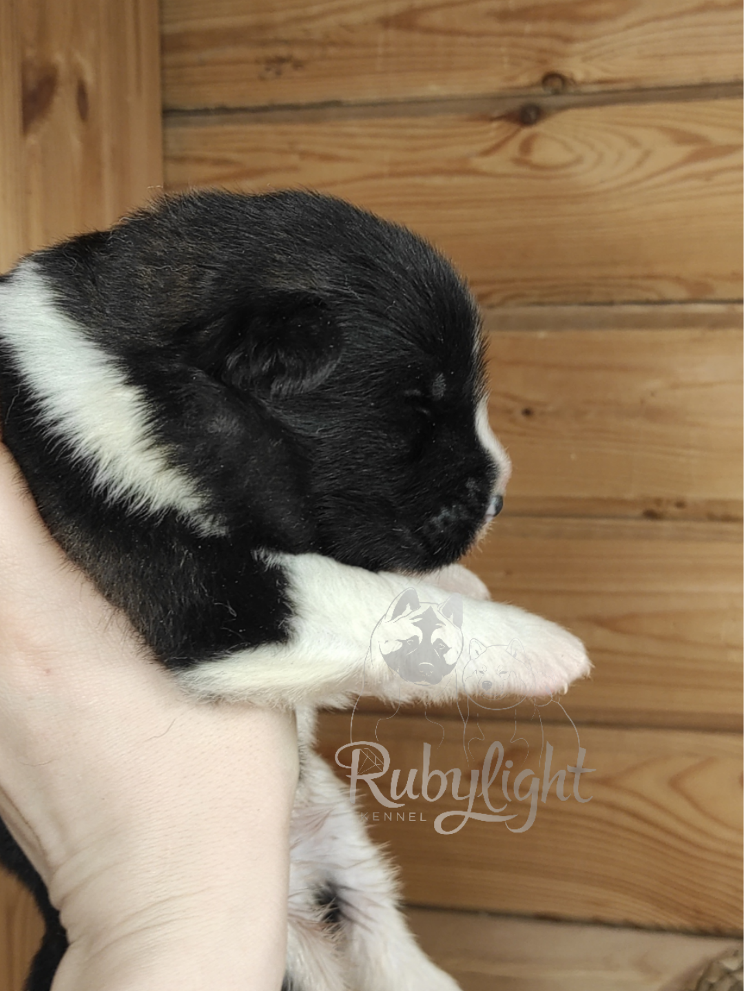 Rubylight Strong-willed * Прохор Длинношерстная американская акита 