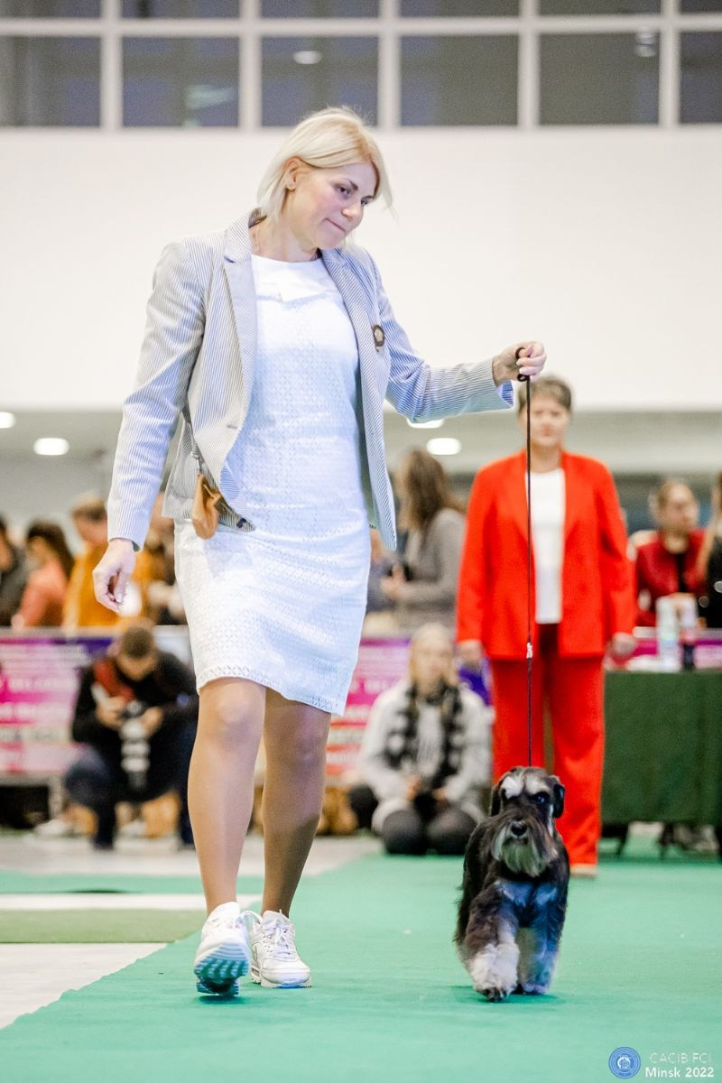 Тахо/ Delinso Balance Onyrico Tahoe. Питомник цвергшнауцеров в Беларуси «Делинсо Бэлэнс»