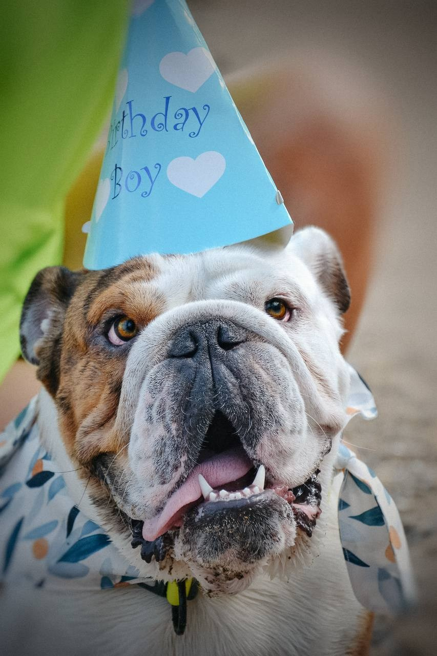 Фото Прогулки. Семейный фотограф анималист г. Находка