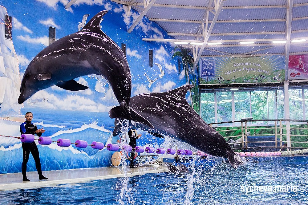Дельфинарий. Детский и семейный фотограф, фотограф мероприятий Нижний Новгород