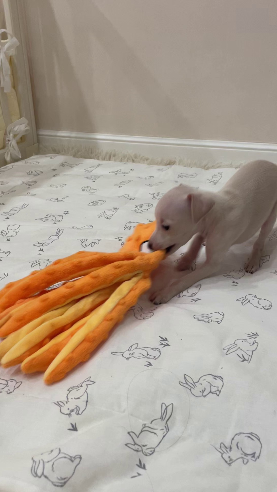 Июльские малыши. Professional Italian Greyhound Kennel RKF/FCI ASTI SAPPHIRE 💎 Sochi|St. Petersburg