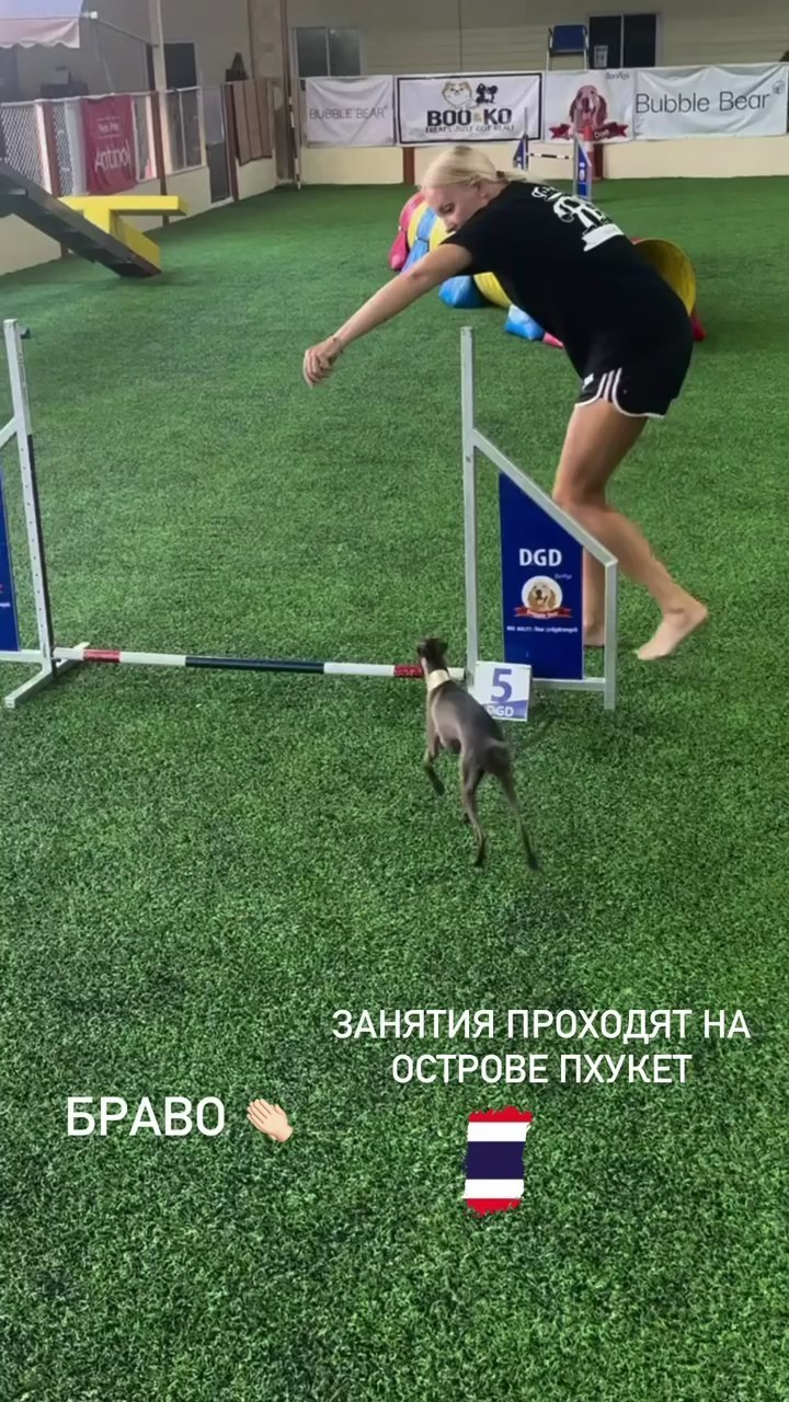 Аджилити на Пхукете. Профессиональный питомник левреток РКФ/FCI ASTI SAPPHIRE 💎 Санкт-Петербург