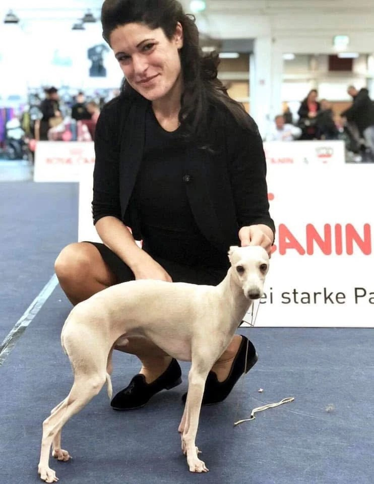 Чемпион Австрии и Вены. Professional Italian Greyhound Kennel RKF/FCI ASTI SAPPHIRE 💎 Sochi|St. Petersburg