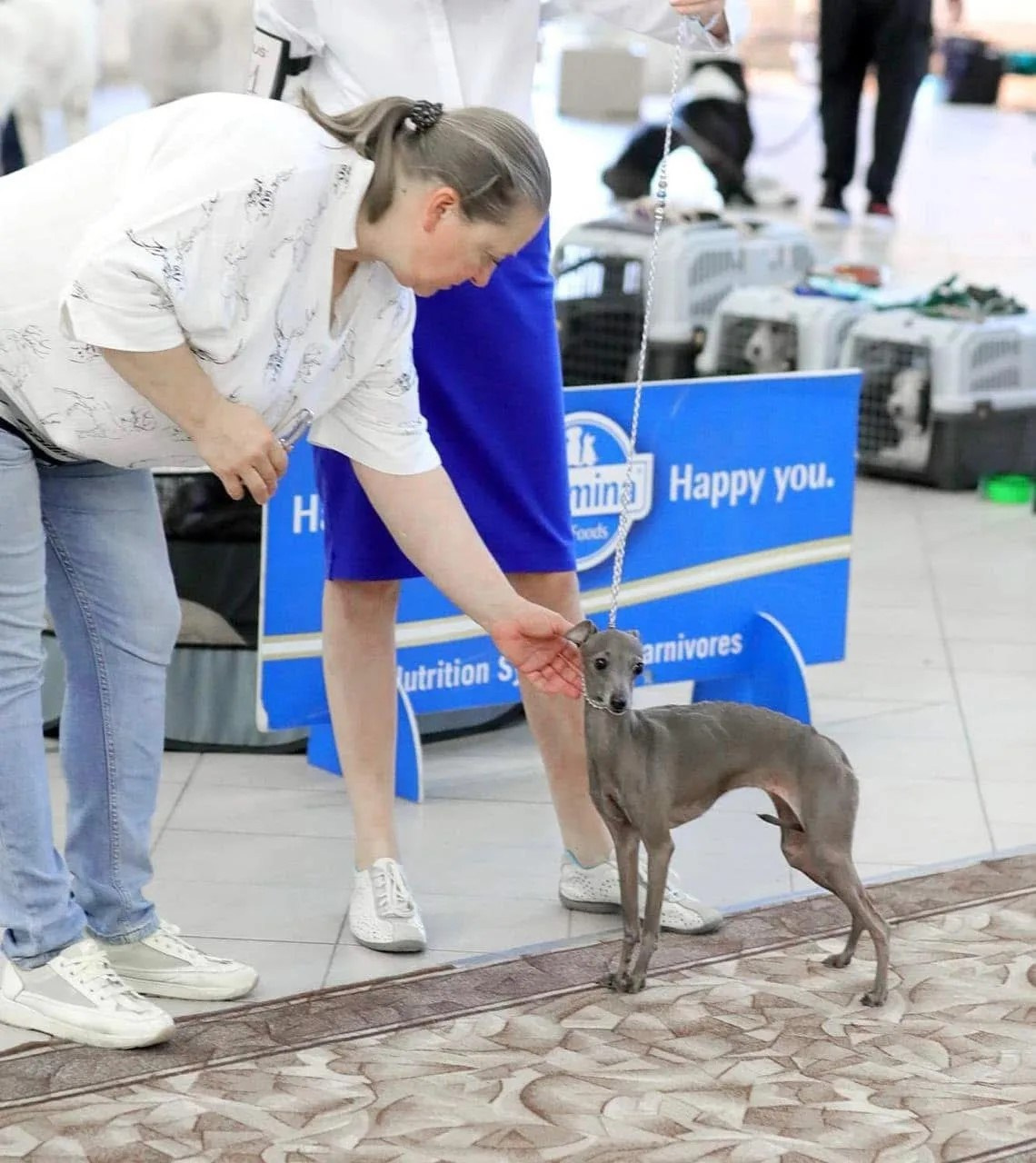 Победы из Екатеринбурга. Professional Italian Greyhound Kennel RKF/FCI ASTI SAPPHIRE 💎 Sochi|St. Petersburg