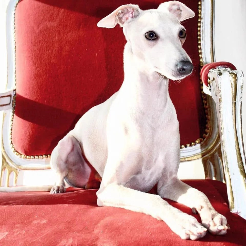 Чемпион Австрии и Вены. Professional Italian Greyhound Kennel RKF/FCI ASTI SAPPHIRE 💎 Sochi|St. Petersburg