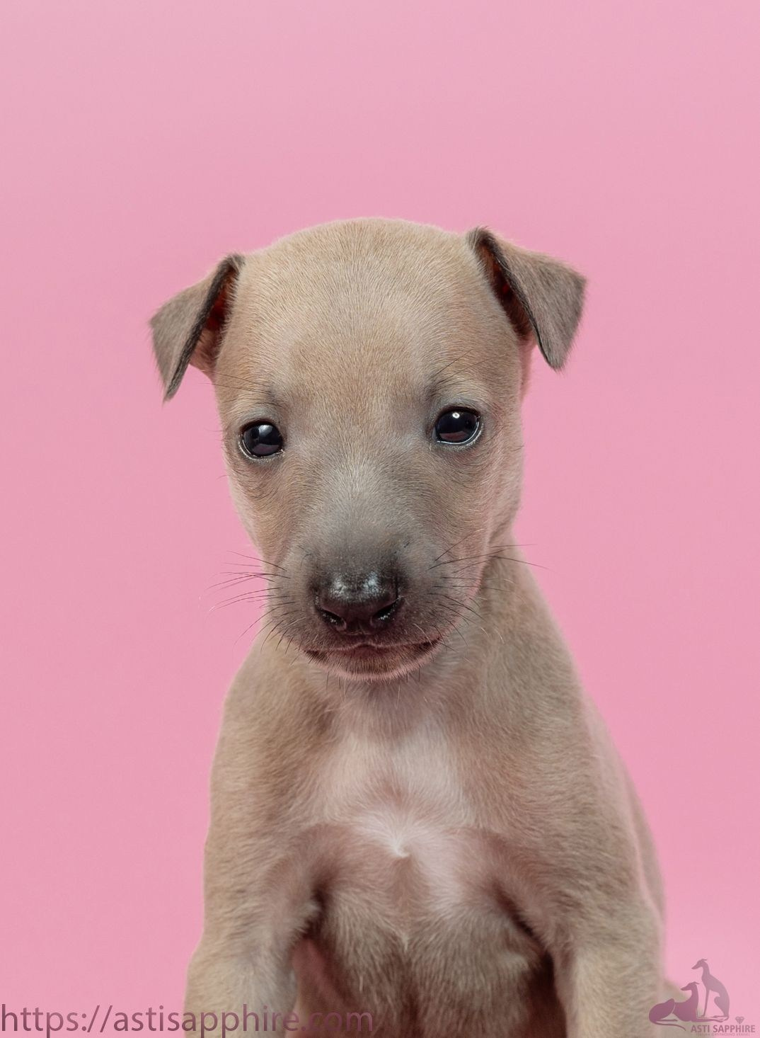 Июльские малыши. Professional Italian Greyhound Kennel RKF/FCI ASTI SAPPHIRE 💎 Sochi|St. Petersburg