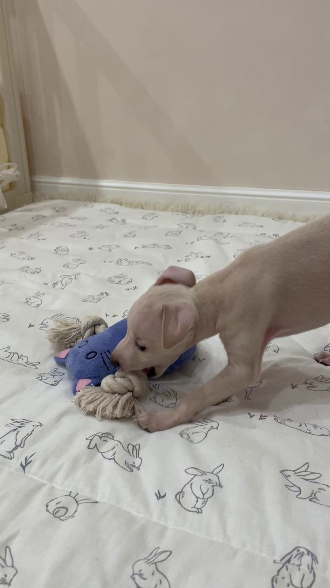 Июльские малыши. Professional Italian Greyhound Kennel RKF/FCI ASTI SAPPHIRE 💎 Sochi|St. Petersburg