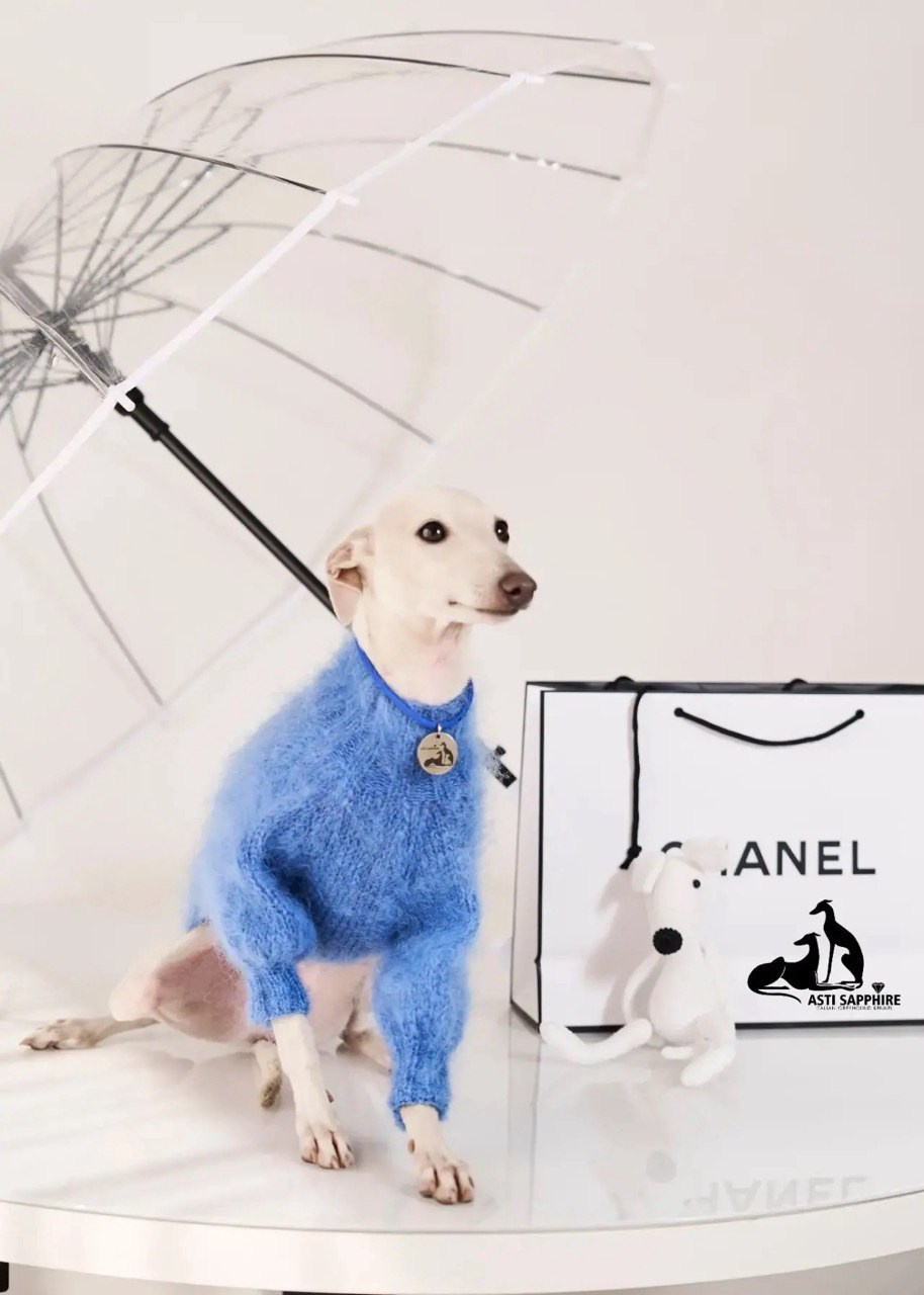 Одежда. Профессиональный питомник левреток РКФ/FCI ASTI SAPPHIRE 💎 Сочи|Санкт-Петербург