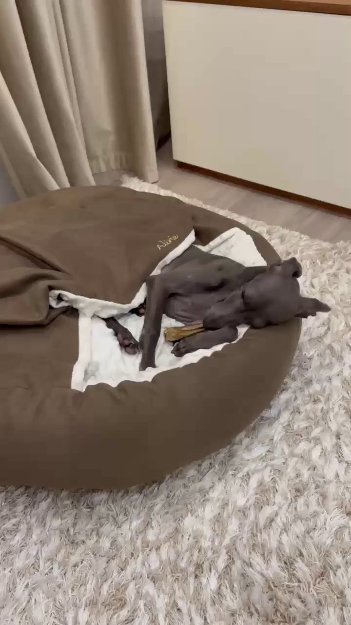 Лежанки. Professional Italian Greyhound Kennel RKF/FCI ASTI SAPPHIRE 💎 Sochi|St. Petersburg