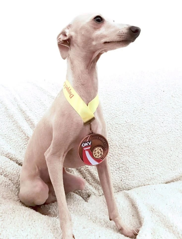 Чемпион Австрии и Вены. Professional Italian Greyhound Kennel RKF/FCI ASTI SAPPHIRE 💎 Sochi|St. Petersburg