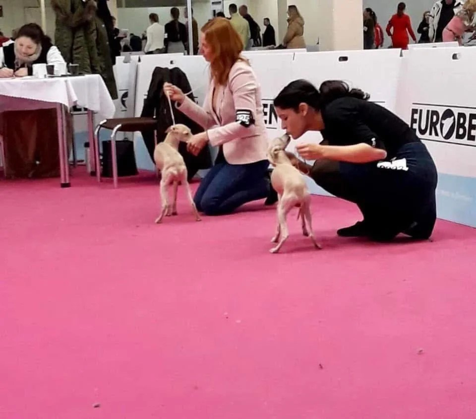 Чемпион Австрии и Вены. Professional Italian Greyhound Kennel RKF/FCI ASTI SAPPHIRE 💎 Sochi|St. Petersburg