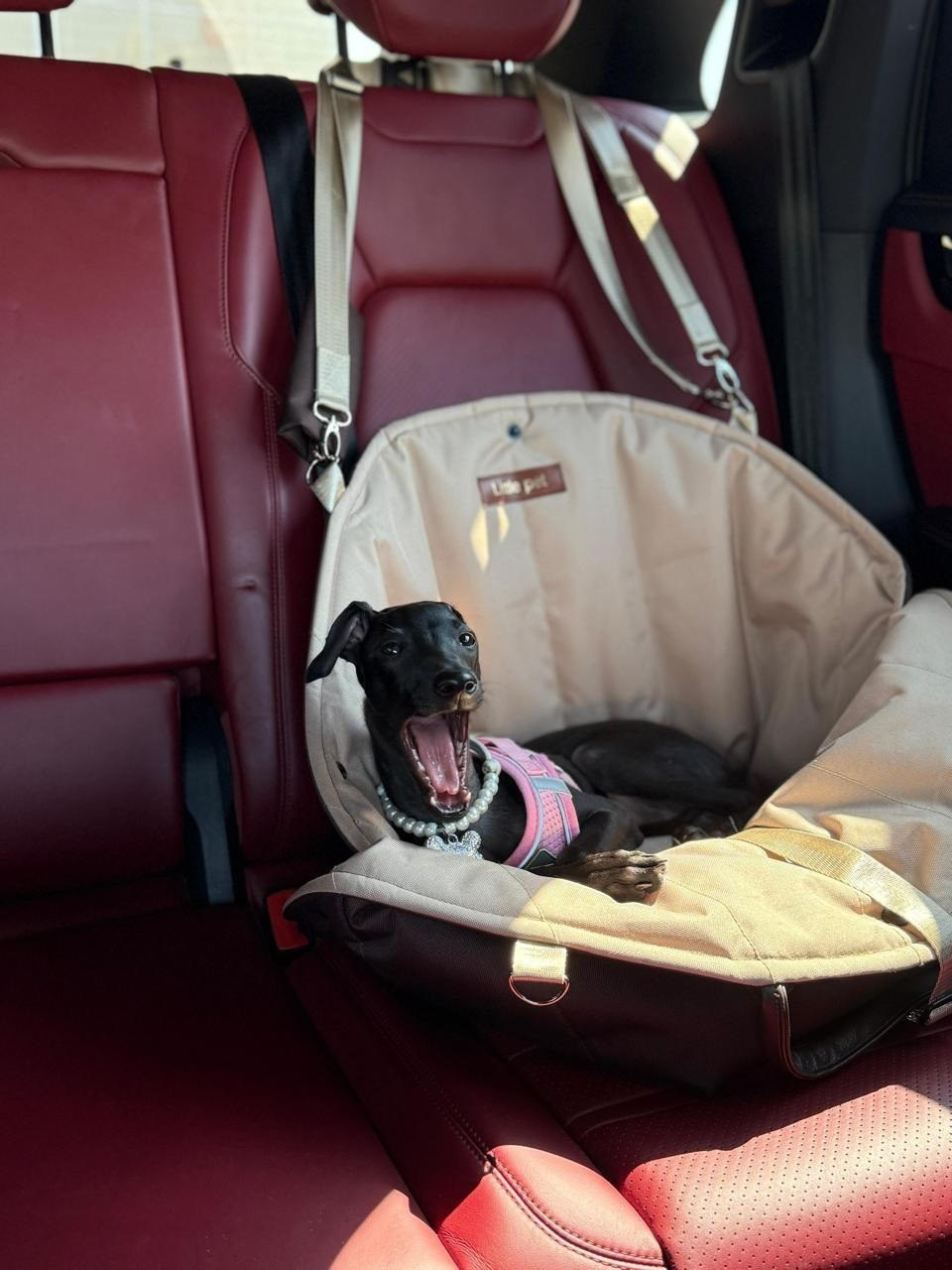 Авиапереноски. Professional Italian Greyhound Kennel RKF/FCI ASTI SAPPHIRE 💎 Sochi|St. Petersburg