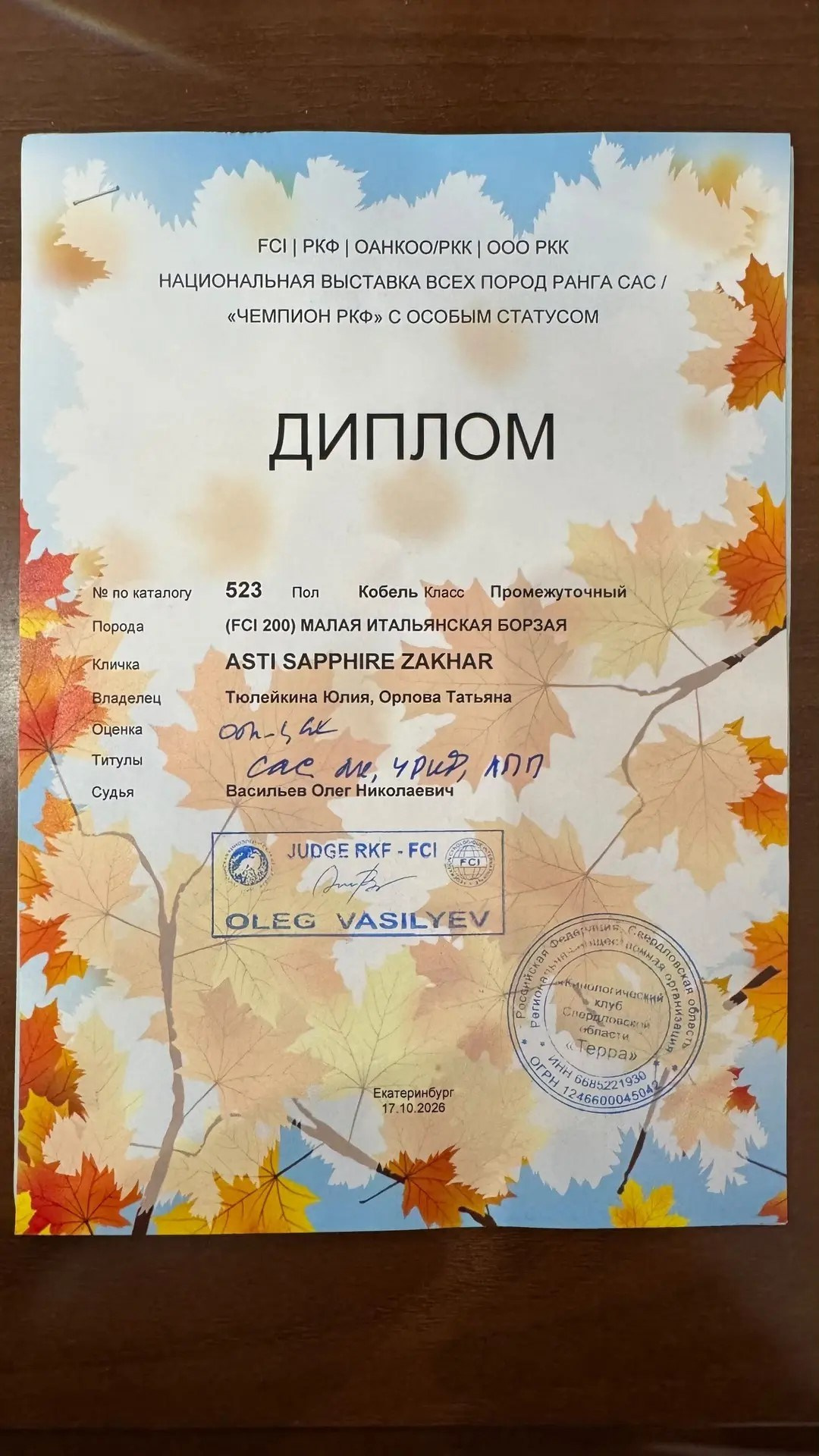 Яркий Захар из Екатеринбурга. Professional Italian Greyhound Kennel RKF/FCI ASTI SAPPHIRE 💎 Sochi|St. Petersburg