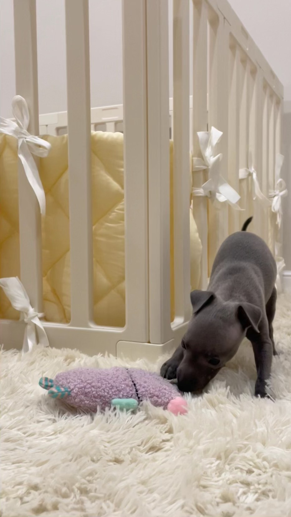 Июльские малыши. Professional Italian Greyhound Kennel RKF/FCI ASTI SAPPHIRE 💎 Sochi|St. Petersburg
