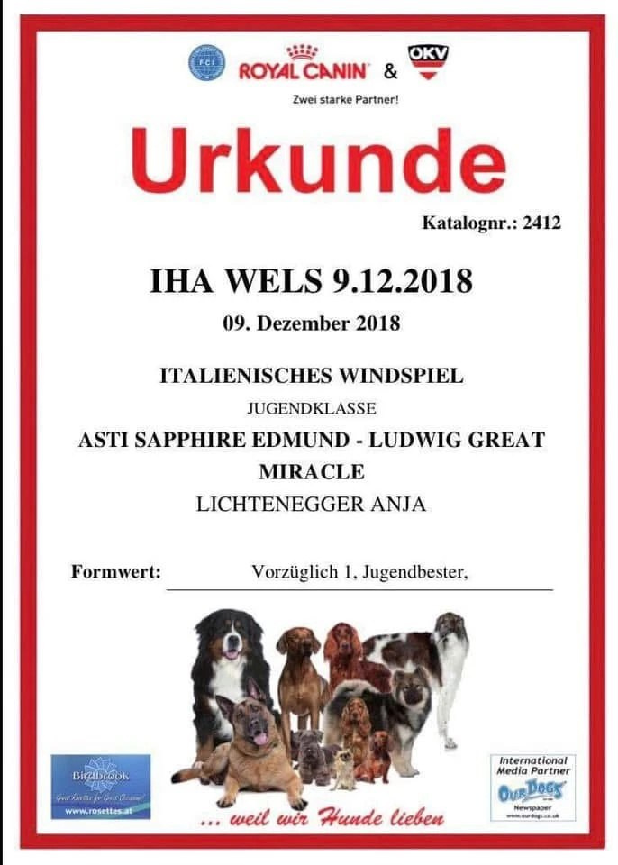 Чемпион Австрии и Вены. Professional Italian Greyhound Kennel RKF/FCI ASTI SAPPHIRE 💎 Sochi|St. Petersburg