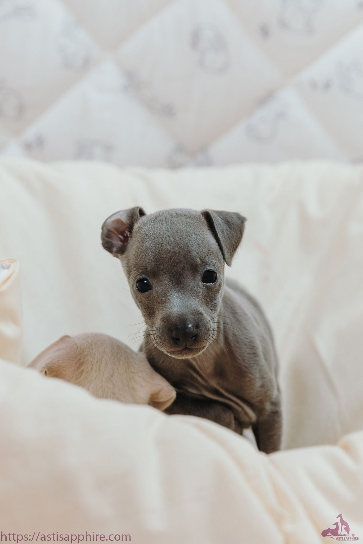 Июльские малыши. Professional Italian Greyhound Kennel RKF/FCI ASTI SAPPHIRE 💎 Sochi|St. Petersburg