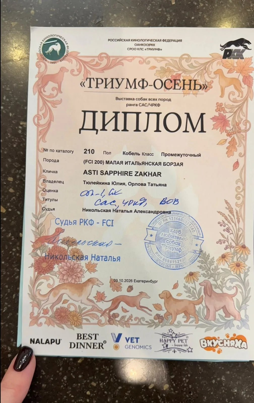 Яркий Захар из Екатеринбурга. Professional Italian Greyhound Kennel RKF/FCI ASTI SAPPHIRE 💎 Sochi|St. Petersburg