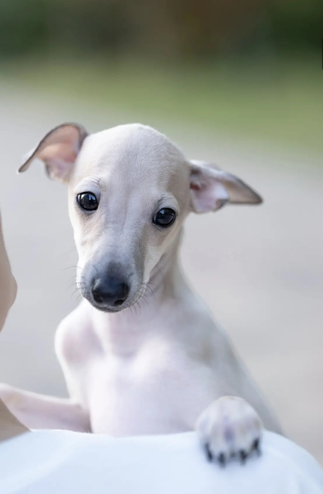 Два брата Сэм и Саймон. Professional Italian Greyhound Kennel RKF/FCI ASTI SAPPHIRE 💎 Sochi|St. Petersburg