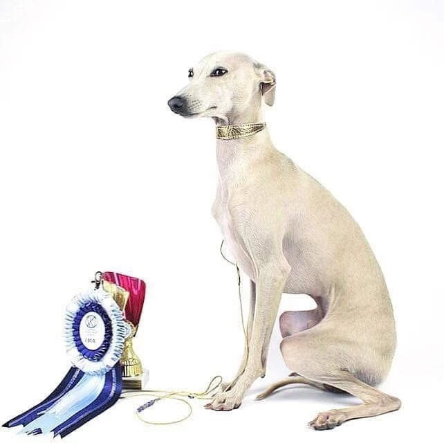 Чемпион Австрии и Вены. Professional Italian Greyhound Kennel RKF/FCI ASTI SAPPHIRE 💎 Sochi|St. Petersburg