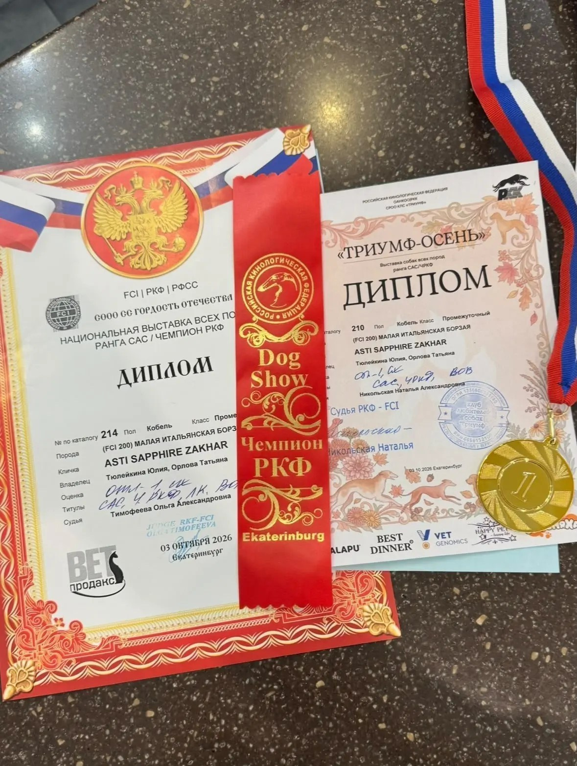 Яркий Захар из Екатеринбурга. Professional Italian Greyhound Kennel RKF/FCI ASTI SAPPHIRE 💎 Sochi|St. Petersburg