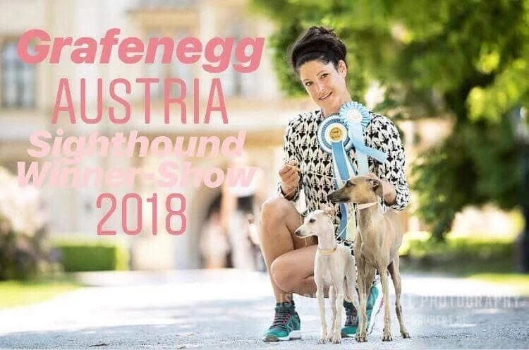 Чемпион Австрии и Вены. Professional Italian Greyhound Kennel RKF/FCI ASTI SAPPHIRE 💎 Sochi|St. Petersburg