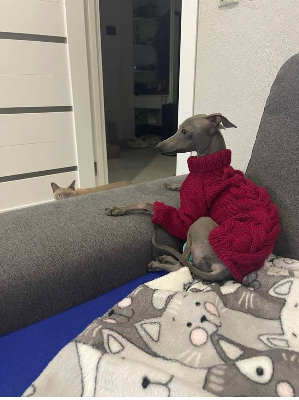 Левретки и кошки. Профессиональный питомник левреток РКФ/FCI ASTI SAPPHIRE 💎 Сочи|Санкт-Петербург