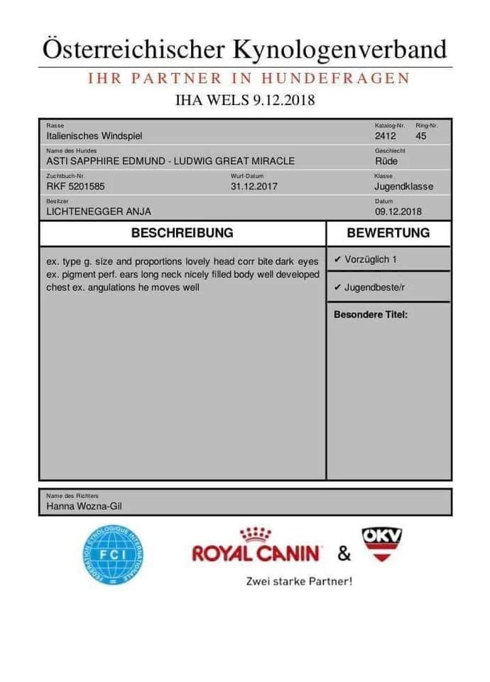 Чемпион Австрии и Вены. Professional Italian Greyhound Kennel RKF/FCI ASTI SAPPHIRE 💎 Sochi|St. Petersburg