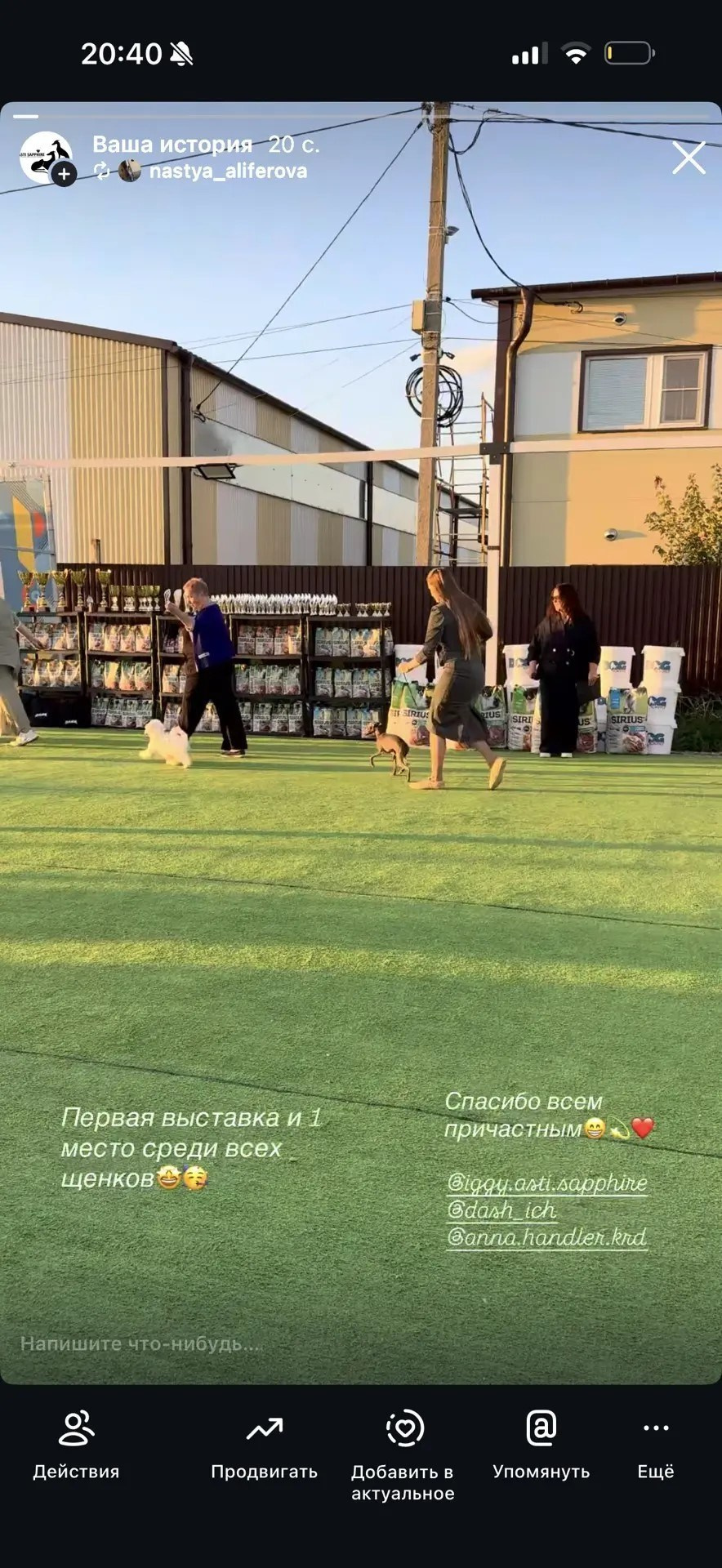Звёздочка Розали из Краснодара. Профессиональный питомник левреток РКФ/FCI ASTI SAPPHIRE 💎 Санкт-Петербург