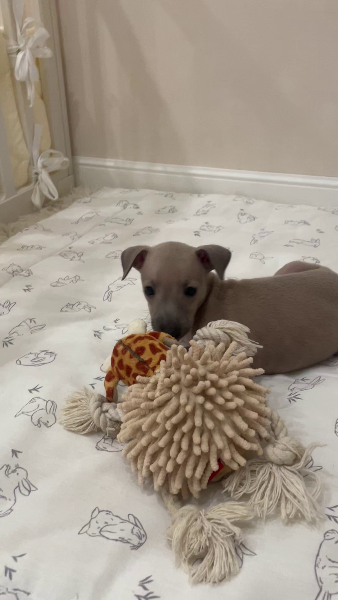 Июльские малыши. Professional Italian Greyhound Kennel RKF/FCI ASTI SAPPHIRE 💎 Sochi|St. Petersburg