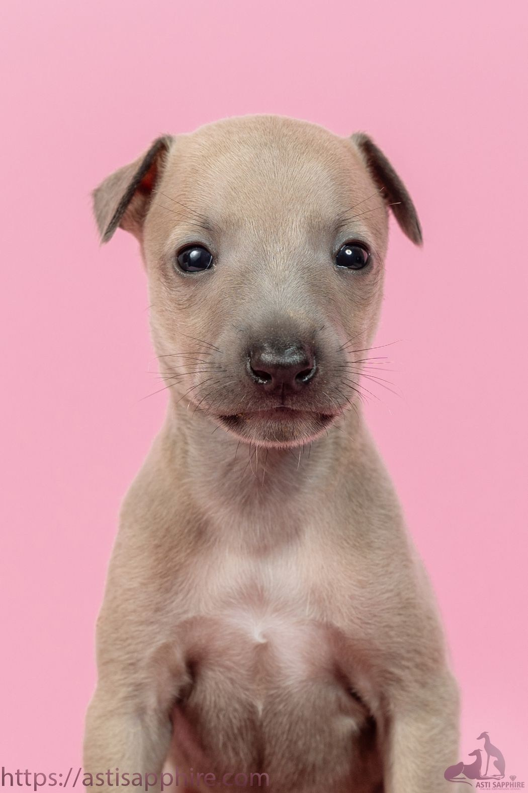 Июльские малыши. Professional Italian Greyhound Kennel RKF/FCI ASTI SAPPHIRE 💎 Sochi|St. Petersburg