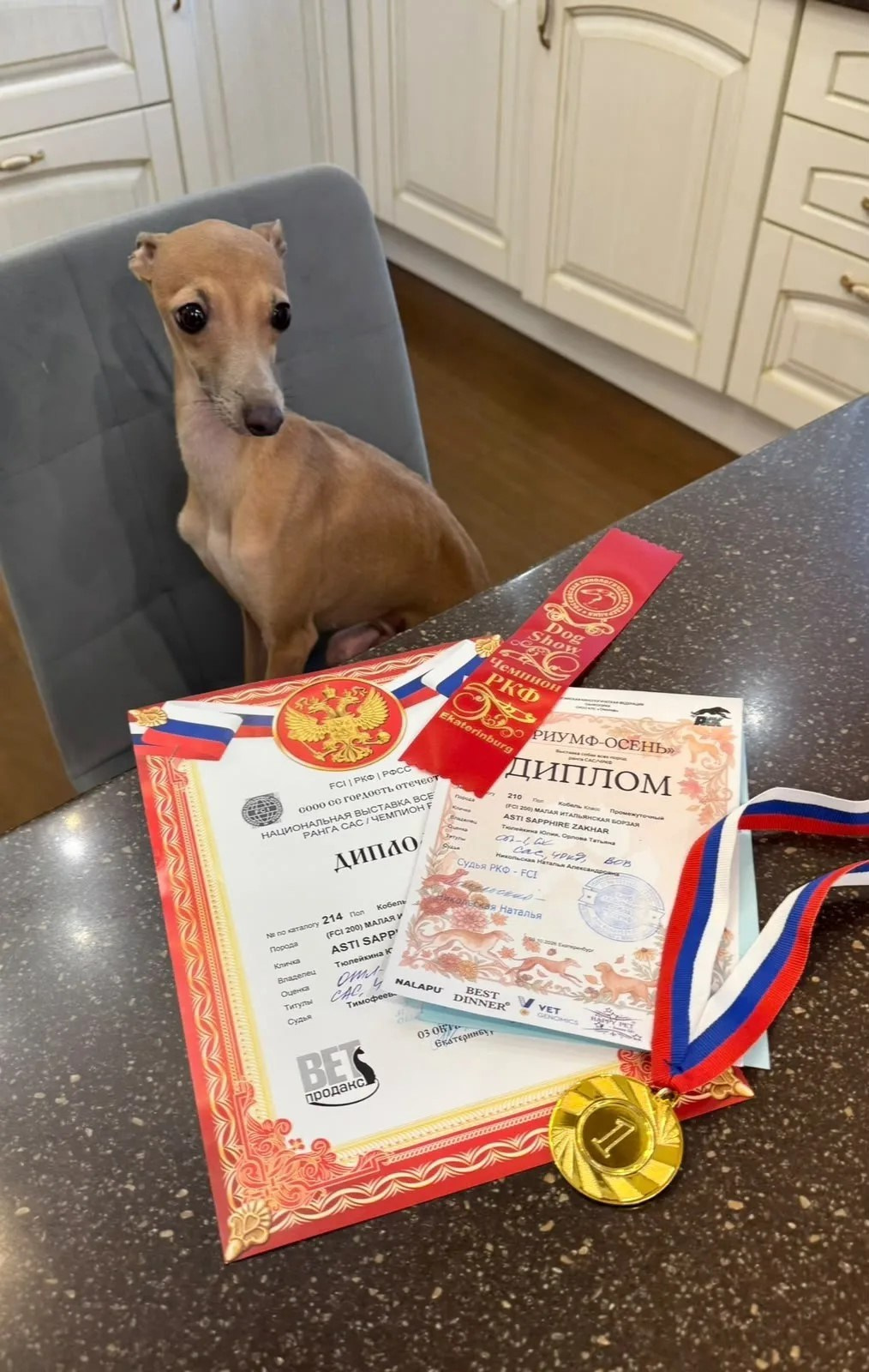 Сразу два шоу чемпиона!. Professional Italian Greyhound Kennel RKF/FCI ASTI SAPPHIRE 💎 Sochi|St. Petersburg