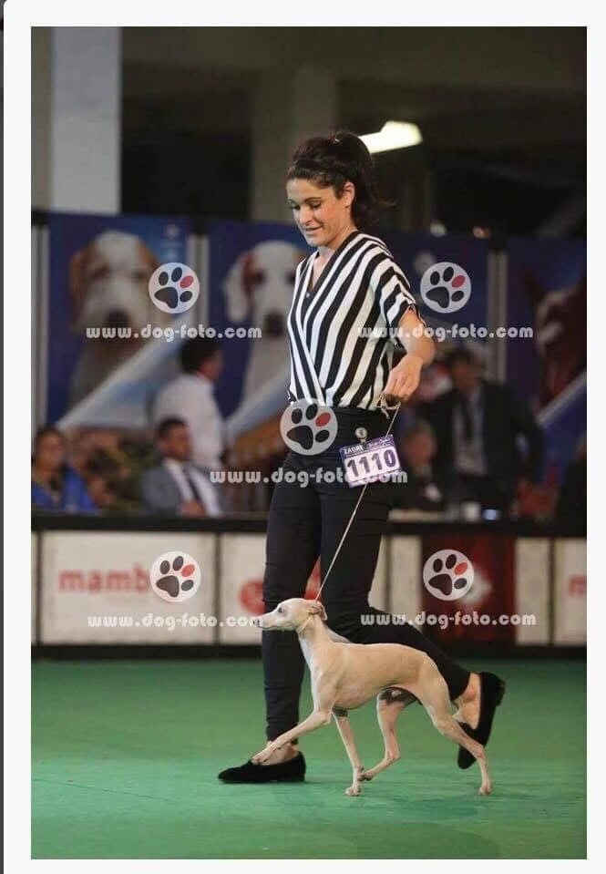 Чемпион Австрии и Вены. Professional Italian Greyhound Kennel RKF/FCI ASTI SAPPHIRE 💎 Sochi|St. Petersburg